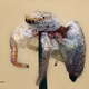 Illustration for article titled I've never seen macroscopic images as incredibly sharp as these ones